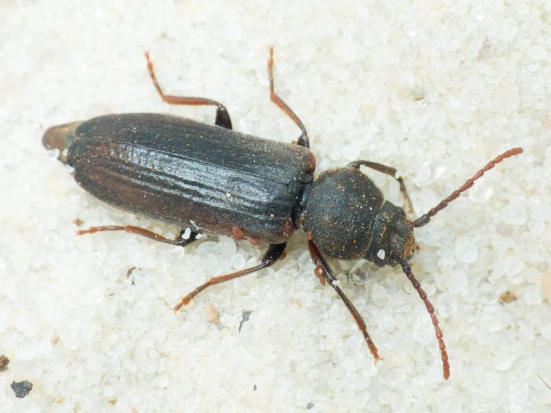 Asemum striatum (Linnaeus, 1758)